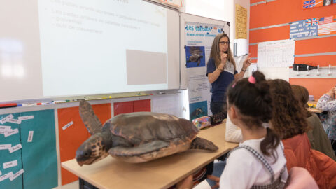 Sensibilisation des élèves aux tortues de mer