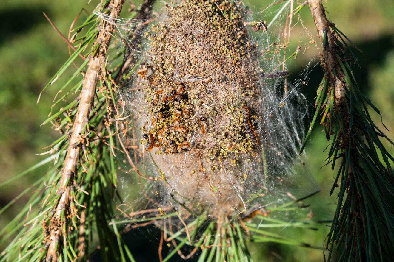 nid de chenilles processionnaires sur une branche de pin