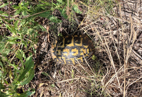 photo d'une tortue d'Hermann dans l'herbe