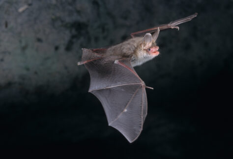 chauve-souris en vol