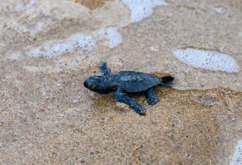 éclosions des œufs de tortues caouannes le 20 septembre 2023