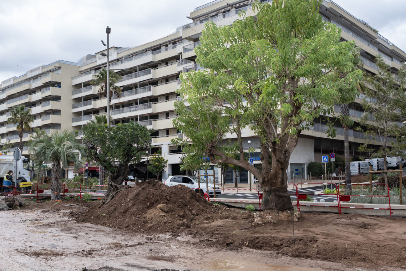 Promenade des Bains : quatre arbres remarquables enracinent l’avenir du littoral