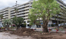 Promenade des Bains : quatre arbres remarquables enracinent l’avenir du littoral