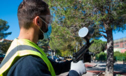 Chenille processionnaire : la mobilisation se poursuit sur le domaine public