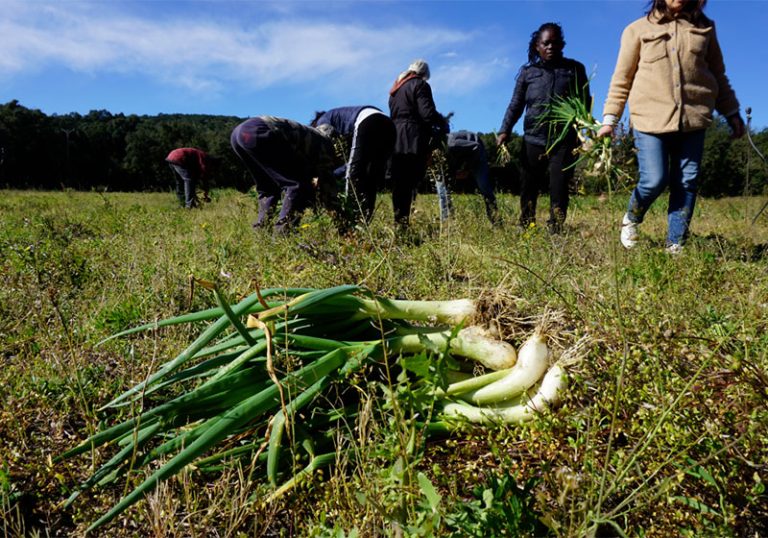 Lutte contre la précarité alimentaire : une action de glanage solidaire au cœur du territoire