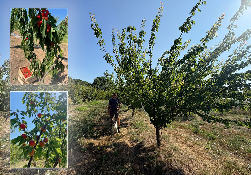 Abricots et cerises : les fruits du climat de demain poussent déjà sur notre territoire